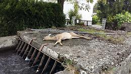 CAFASSE. Trovata una femmina di capriolo morta