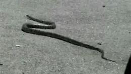 VOLPIANO. Serpente in bagno, scatta l'allarme in una abitazione