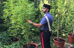 LOMBARDORE. Undici piante di marijuana sotto sequestro