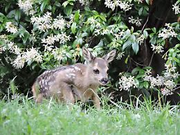 TORINO. Cucciolo capriolo e sua mamma liberati in boschi Val Susa