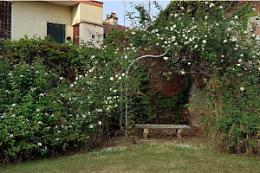 BRANDIZZO. Grazie ai volontari fioriscono le rose di Madame Fourrat