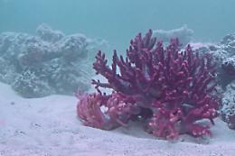 ASTI. Turismo: percorso naturalistico sulle tracce del mare