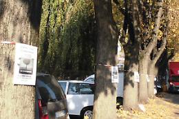 CHIVASSO. E’ proprio necessario tirar giù i diciassette tigli dell’ospedale?