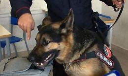 VENARIA. Blitz dei carabinieri a scuola