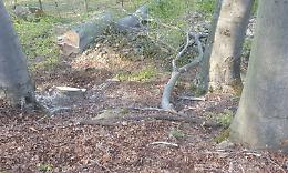 CORIO. Morto schiacciato dagli alberi che abbatteva