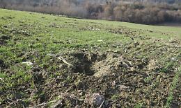 CHIVASSO. Emergenza cinghiali: Coldiretti lancia l’Sos