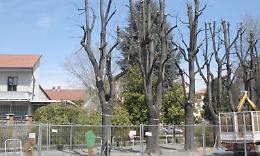 CHIVASSO. I tigli dell’ospedale sono salvi. E’ iniziata la potatura degli alberi