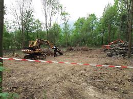PIANEZZA. Abbatte le piante ad alto fusto del suo bosco, denunciato