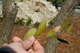 BRUXELLES. L'Unione Europea punisce l'Italia per la Xylella