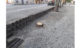 CRESCENTINO. «In viale Po abbattiamo le piante malate» Ma non c’è nessuno studio fitopatologico