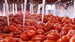 BOLOGNA. Pomodoro da industria, cala superficie coltivata Nord Italia