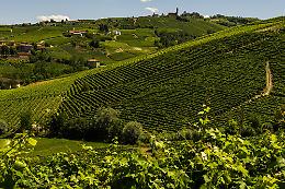 ASTI. Lavoro in nero tra le vigne del Moscato, denunce e sanzioni