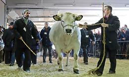 SALUGGIA. Con la Pro Loco a Carrù alla Fiera del bue grasso