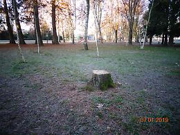 CHIVASSO. Altri cinque alberi abbattuti al Mauriziano: Castello, li tiri giù tutti?