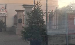 SAN MAURO. Rubano tre alberi di Natale e se li portano a casa