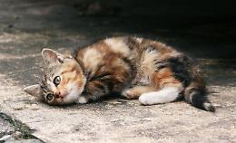 C'è un killer di gatti in città? Due animali morti sul marciapiede in pochi giorni