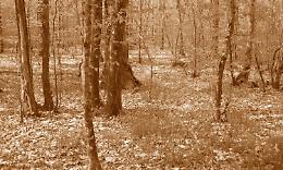 SETTIMO. La foresta padana