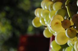 CALUSO. Erbaluce, la cooperativa lancia due nuove etichette