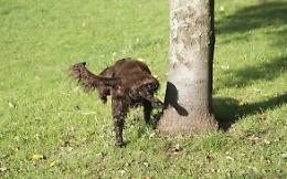 CHIVASSO. "Vitaccia" da cani: in giro con le bottigliette d'acqua anche in campagna...