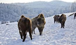 In Canavese, al tempo dei romani, tra orsi, bisonti e stambecchi