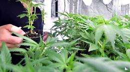 VERCELLI. Coltivava 24 piante di cannabis in casa, arrestato 27enne