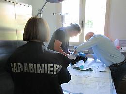 CALUSO. Traffico illecito di bulldog francesi, la forestale scopre un'importante truffa