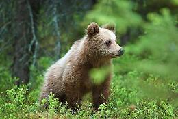 CREVOLADOSSOLA. Animali: orso tra le case in paese dell'Ossola