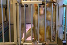 TORINO. Esperimenti su macachi, proiettile a neuroscienziato