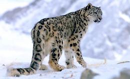 NOVARA. Cuccioli di leopardo delle nevi nati al parco Faunistico La Torbiera