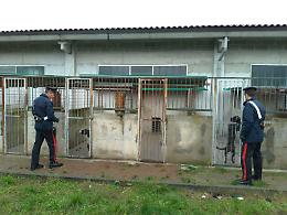 MATHI. . Oltre 30 cani rinchiusi in locali fatiscenti, tra escrementi e rifiuti