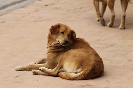 BRANDIZZO. Trovati al casello di San Giorgio, a 30 km da casa, due cani scappati ieri
