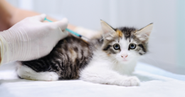 Arrivano i vaccini anche per visoni e gatti. A rischio i topi...