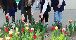 SETTIMO. Tulipani, narcisi  e erbe aromatiche  alla Roncalli  per il rientro in classe dopo la DAD