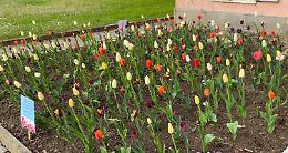 CRESCENTINO. I tulipani del Castello di Pralormo sono fioriti al Parco Tournon