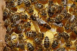 CIGLIANO. «Salvaguardiamo gli impollinatori»