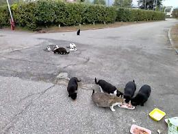 IVREA. Lasciate sole ad accudire due colonie feline.  “I gatti mangiano tutti i giorni!”.