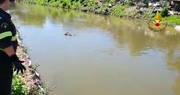 I vigili del fuoco salvano una papera e i suoi 8 pulcini (VIDEO)
