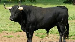 DRUENTO. Cinque tori da rodeo in fuga: continua la caccia