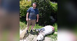 SETTIMO TORINESE. Vitella sgozzata nella notte  per poter rubare la sua carne (VIDEO)