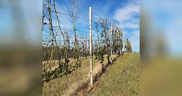 VERCELLI. La grandine devasta i vigneti della docg Gattinara