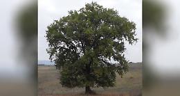 La quercia…