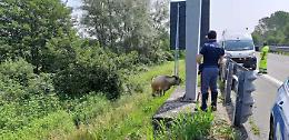 Una mucca sulla bretella autostradale Ivrea-Santhià. Interviene la polizia stradale