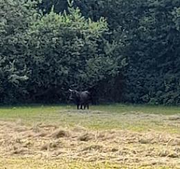FIANO. Avvistati i tori scappati dal ranch di San Gillio