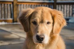 Le 5 razze di cani con più problemi di salute