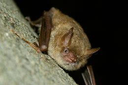 CASALBORGONE. Una colonia di pipistrelli nella chiesa parrocchiale di Santa Maria Maddalena