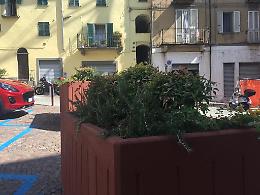IVREA. Rosmarino in piazza Maretta.  Però si continuerà a discutere (VIDEO)
