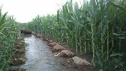 BOSCONERO. Lite per l’acqua: arrestato e subito rilasciato un agricoltore
