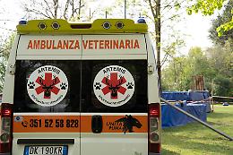 VERCELLI. Nasce il servizio h24 di ambulanza per animali