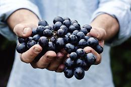 Temperature roventi, siccità, scottature e grandine minacciano la vendemmia 2023

