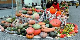 SCIOLZE. Si scaldano i motori per la 19esima edizione della Sagra della Zucca che si terrà il 3 ottobre